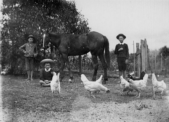 Three boys on a farm , circa 1900-1910 Three boys on a farm , circa 1900-1910