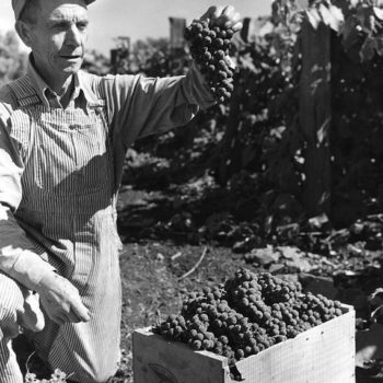 Workers denim, Grape farmer, wearing denim bib and brace, Oregon, USA , 1935