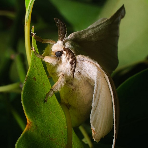 Silkmoth Silkmoth
