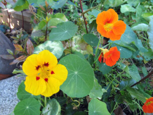 Nasturtium. File via Wikimedia Commons.