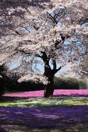 Recycled clothing online - cherry blossoms