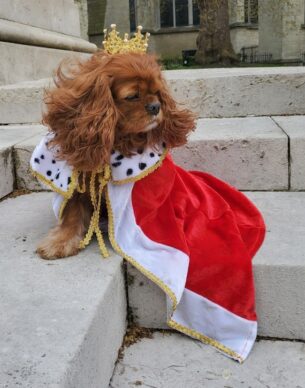Cavalier King Charles Maja at the Coronation parade. Photo Genevieve Jones