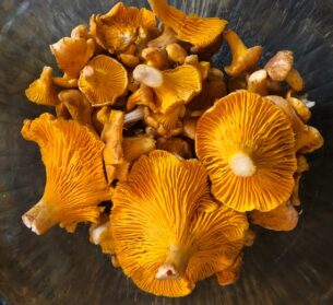 recycled clothing boutique - Chanterelle Mushrooms