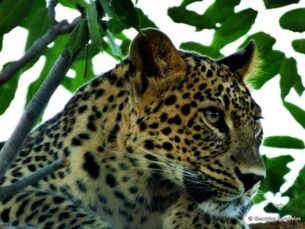 Persian Leopard (Panthera pardus saxicolor)